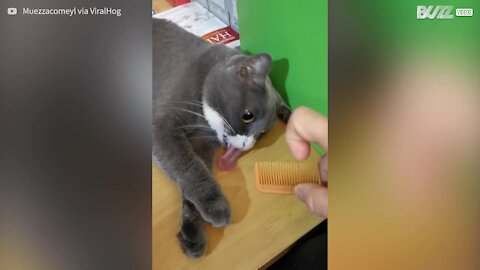 Les peignes mettent ce chat très mal à l'aise