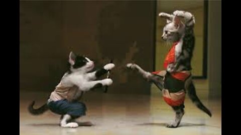 Funniest Cats 😹 - Cats and dogs Are Hilariously Clumsy 😂 - Funny Cats Life
