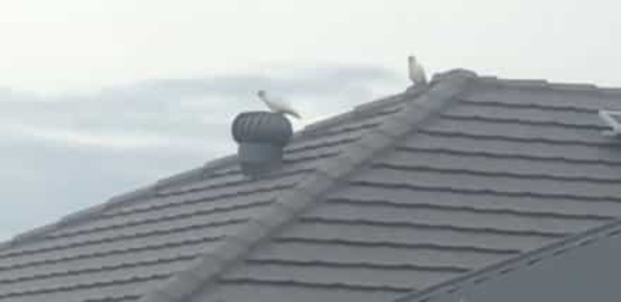 Cockatoo has fun on a roof extractor