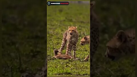 Leopard attack baby deer #shorts