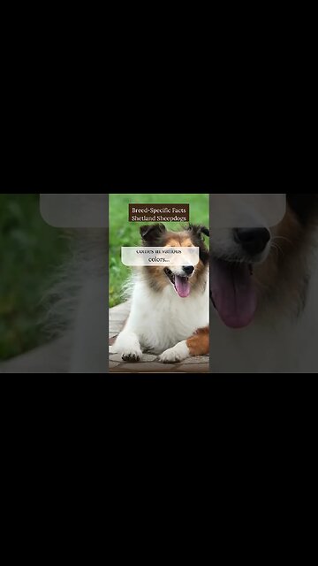 Unique Facts about Shetland Sheepdogs