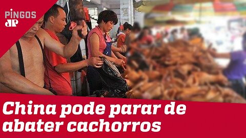 China vai deixar de comer cachorro