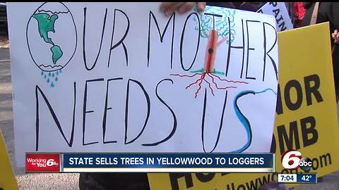 State sells trees in Yellowwood to loggers; protests erupt