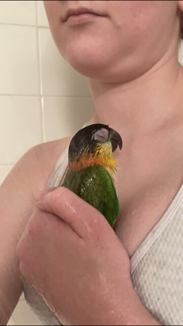 Parrot whistles in the shower with mom