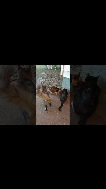Mama, Mama and Meanie Sitting at a Bowl