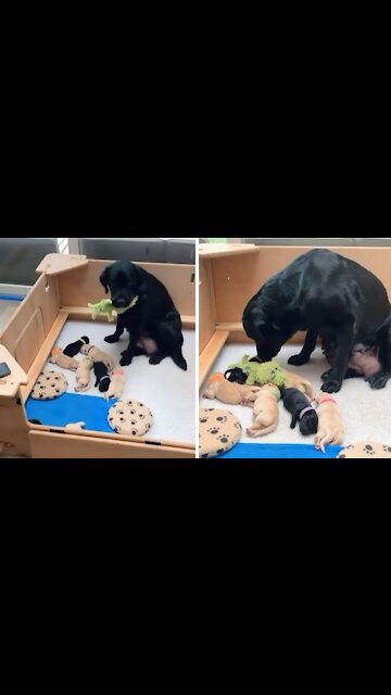 Lab Mommy Shares Favorite Toy With Her Puppies