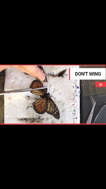 Trace Adkins and his new bride Victoria Pratt parade through New Orleans