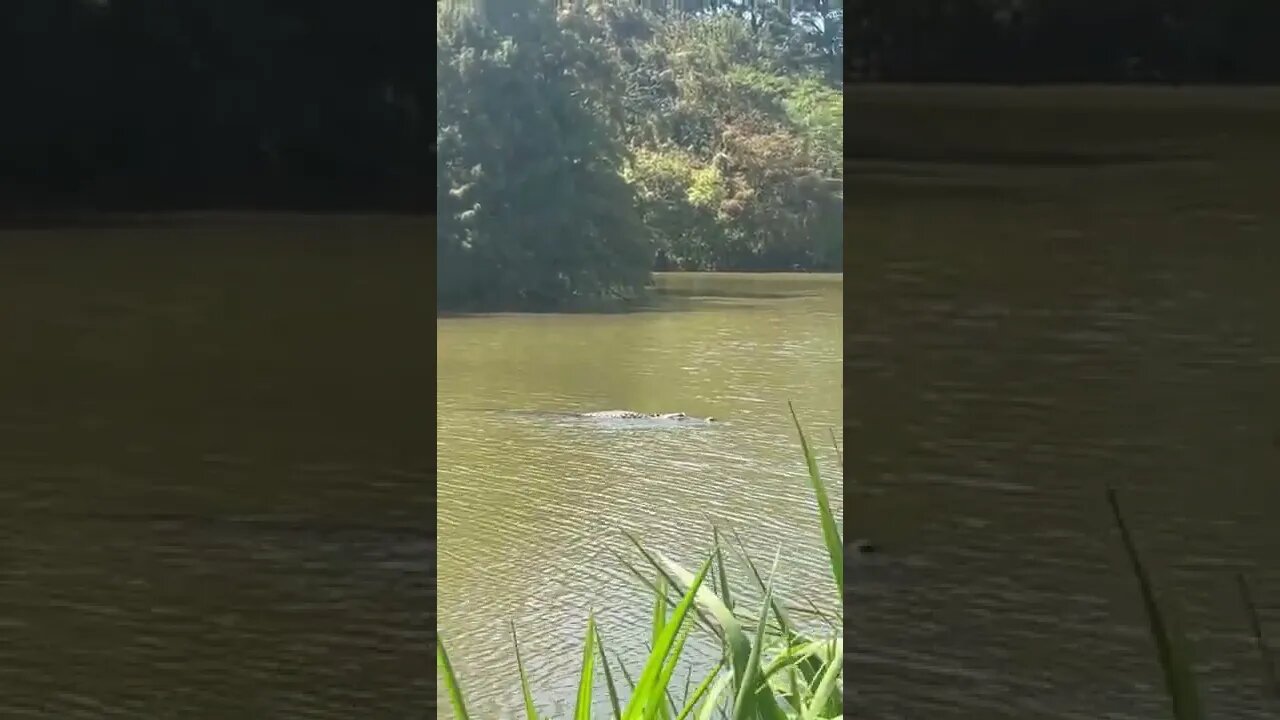 East End Park Lake Houston Alligators | Houston Texas Wildlife