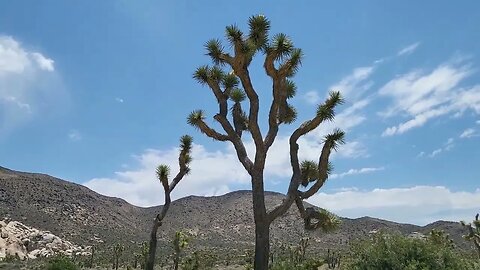 JOSHUA TREE NATIONAL PARK