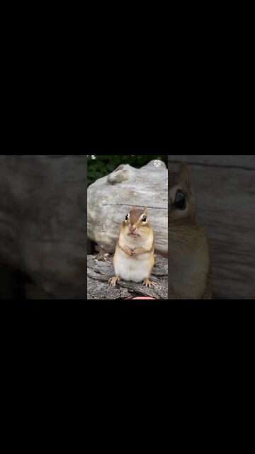 Squirrel funny video || squirrel viral video #longvidio #short #amazing