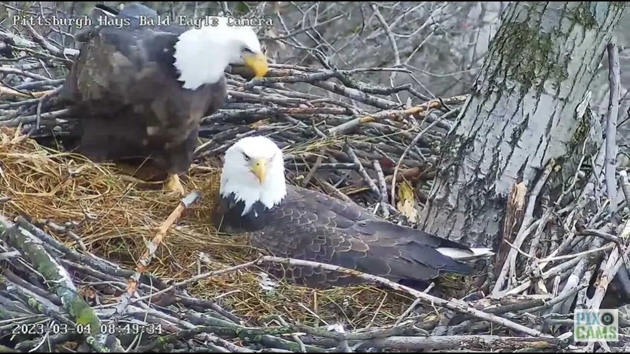 Hays Eagles Mom brings in a Huge Clump of Grass 2023 03 04 8:49am