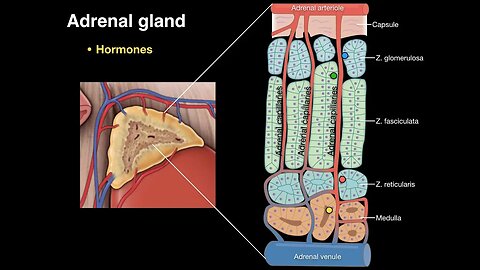 Adrenal gland