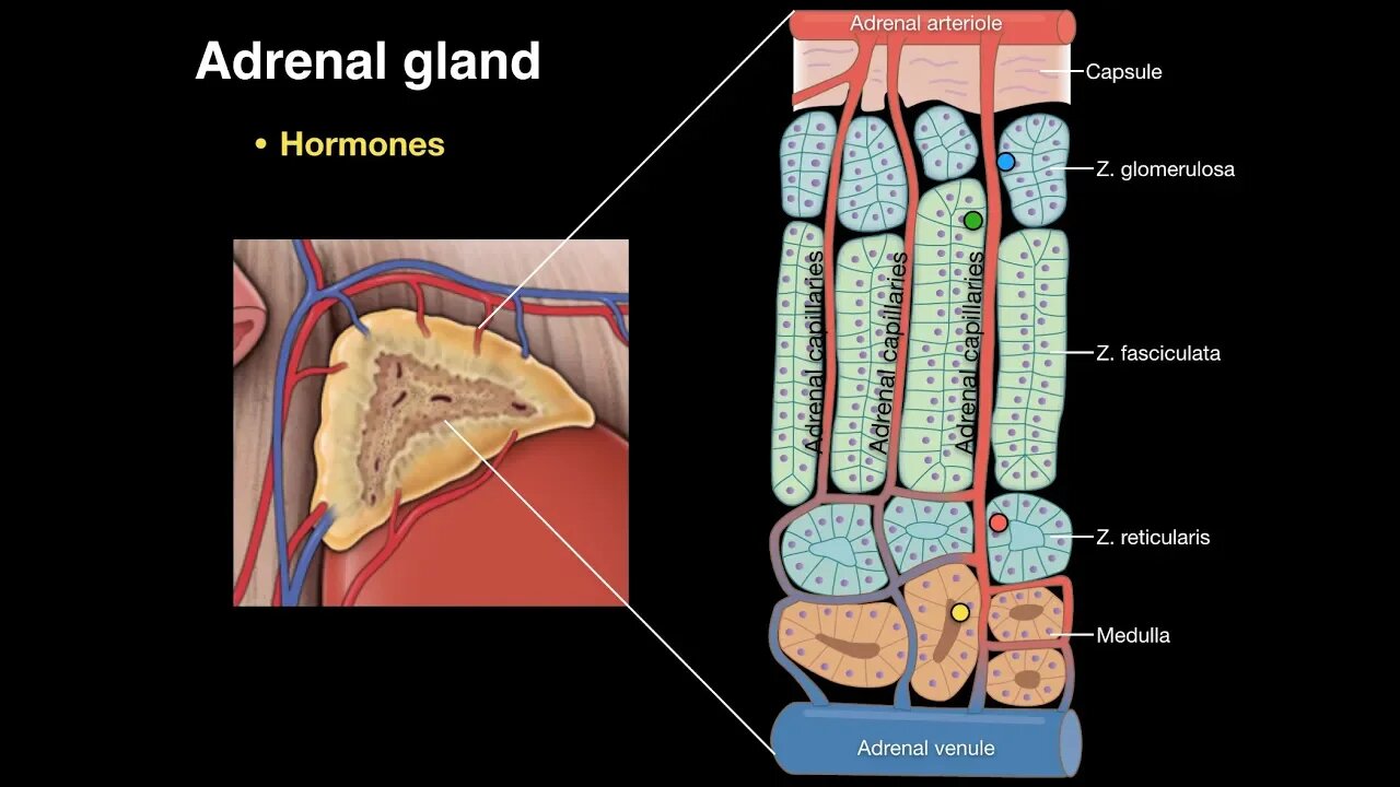 Adrenal gland