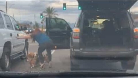 Une femme vole au secours de trois chiens sur l'autoroute