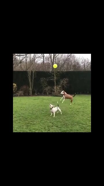 Cute Dogs #Shorts #ytshorts #UbertainmentFun