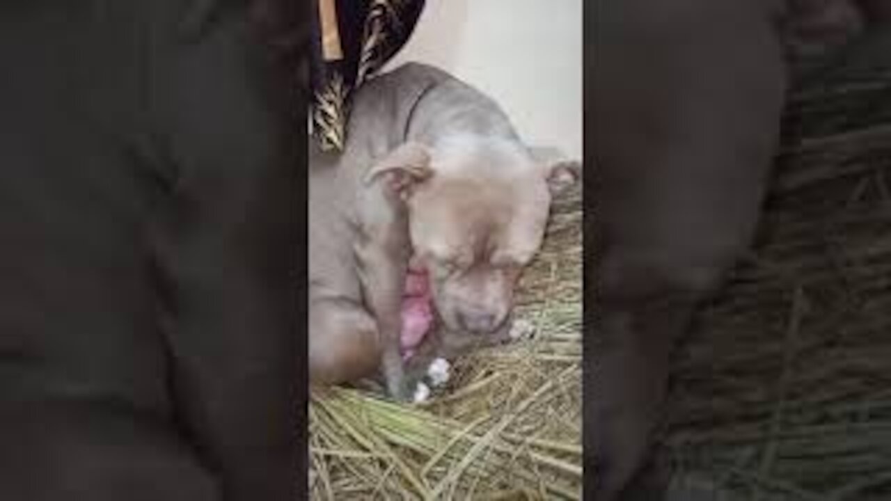 Female Dog giving birth | New Born Puppies Birth Video