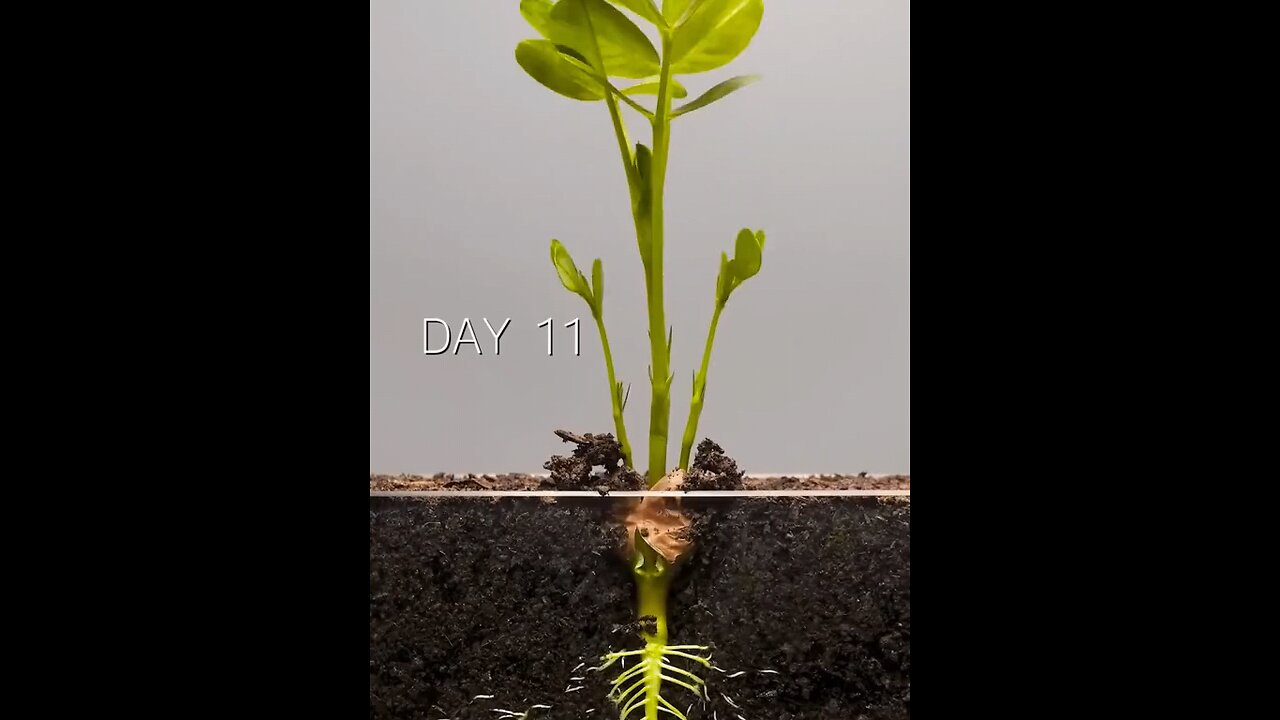 Growing Peanut from Seed