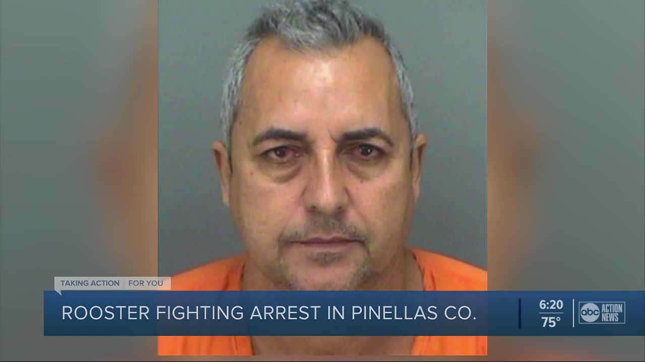 Clearwater man arrested after deputies find rooster fighting ring in his home