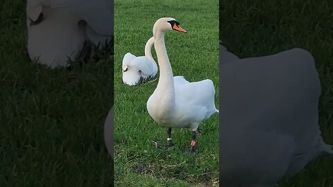 Mute Swans (Cygnus olor), elegant bird #shorts