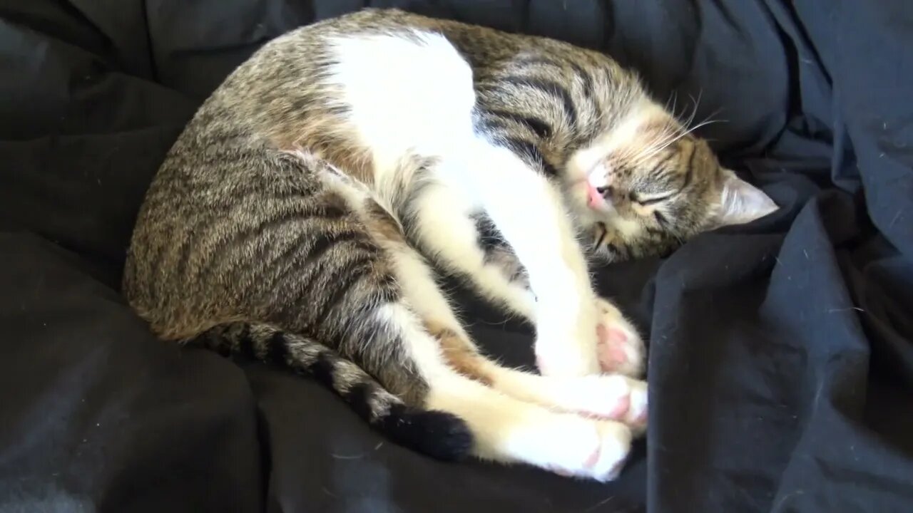 When I Tickle the Cat's Belly