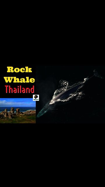 Rock Whale 🐋 family in Thailand 🇹🇭 Hin Sam Wan (Three Whale 🐳 Rock) #shorts Mazaayachannel