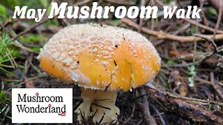 May Mushroom Walk - Mushroom Identification