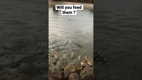 Is no for me don’t about you 😳 #shorts #saintpee #viral #hype #music #crocodile #youtubeshorts