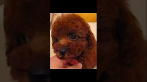 Funniest Cat and Dog Videos Compilation