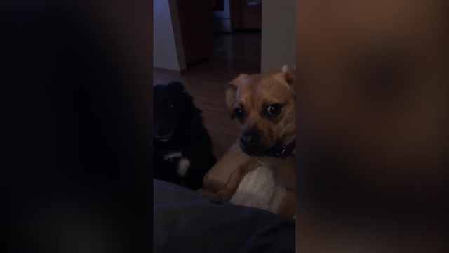 Two Dogs Get Surprise By Their Owner