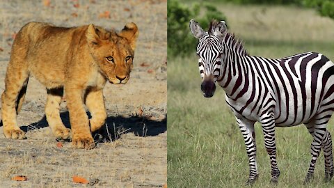 Tiger Lion Sheep Elephant Cattle Zebra Video complication