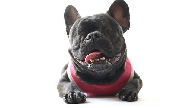 French Bulldog With No Eyes Loves Life: CUTE AS FLUFF