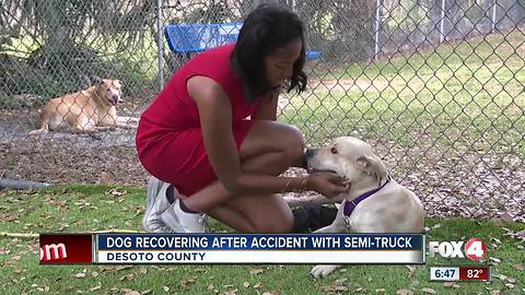 Local Dog Recovering from accident with Semi Truck