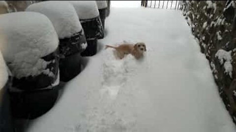 Ce chiot dans la neige est comme un poisson dans l'eau!