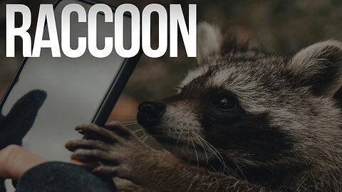 Is the RACCOON the Cutest Animal Ever?