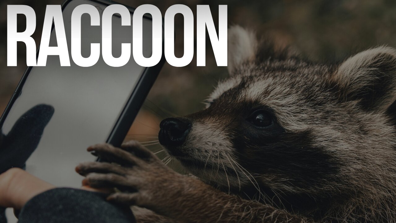 Is the RACCOON the Cutest Animal Ever?