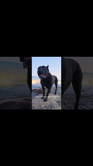 Do you ever just look at your pet and think... #shorts #pets