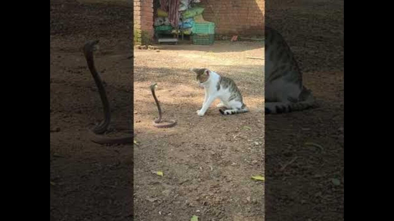 Funny cat 🐈 and snake 🐍 fight ! funny video ! #shorts #short #funny #fun #trend