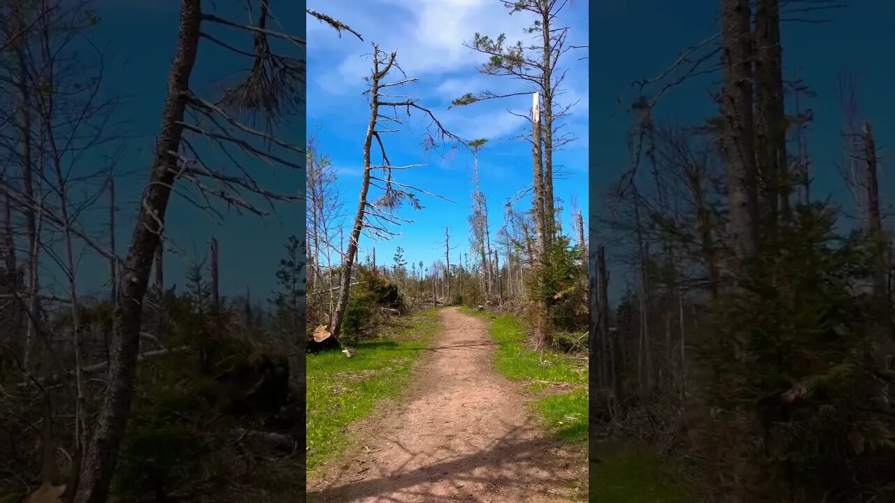 This used to be a Thick Forest 🌳 #globalwarming