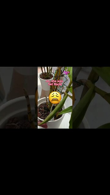 Orchid SET BACK 🩺Diagnosis🧑🏼‍⚕️ ROOT LOSS THRIPS Result 3 YEARS IN #ninjaorchids #shorts