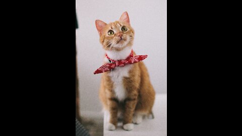 Cute & adorable pets life