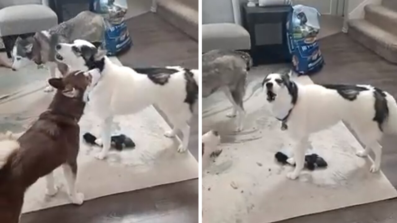 Very Vocal Huskies Enjoy Engaging In Loud Conversation