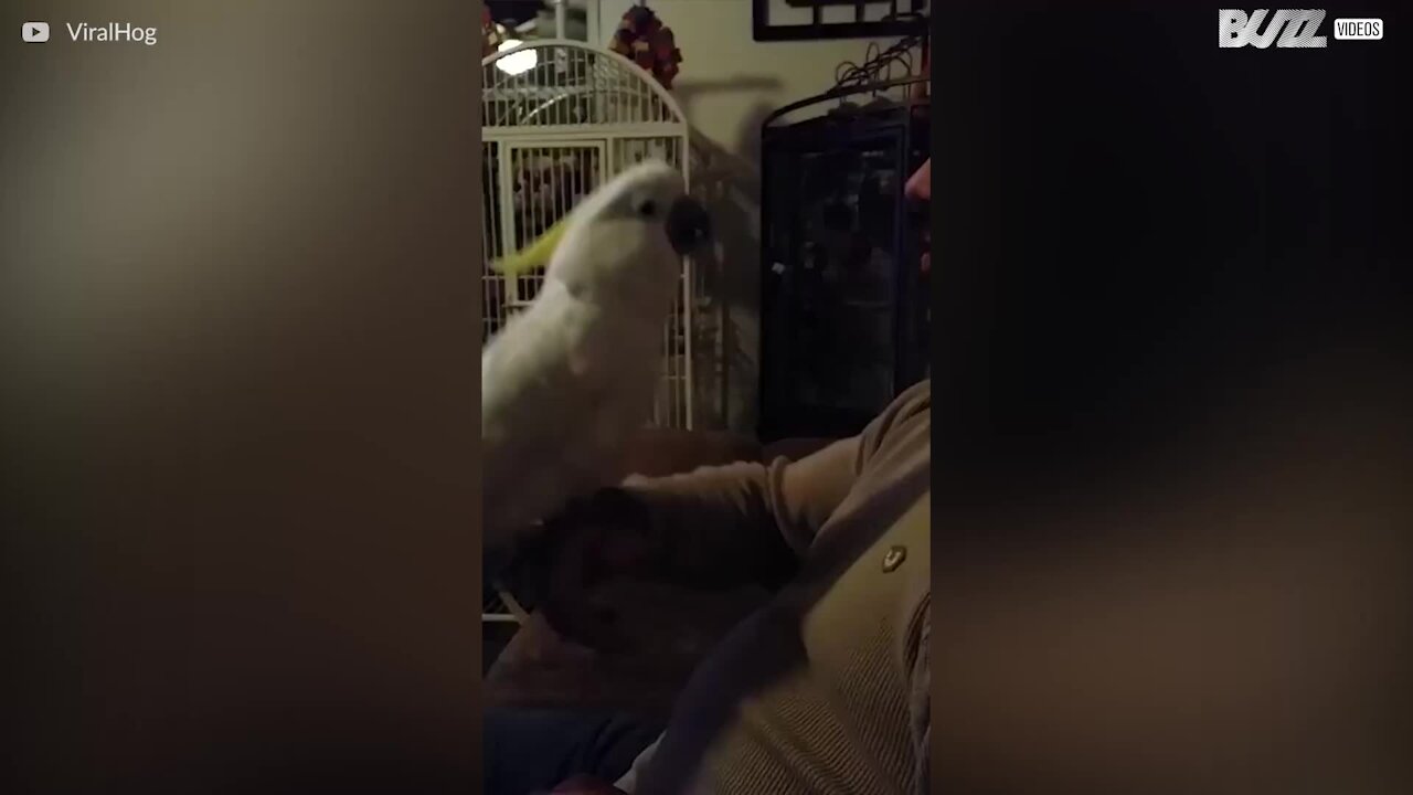 Den här kakaduan kan skälla som en hund!