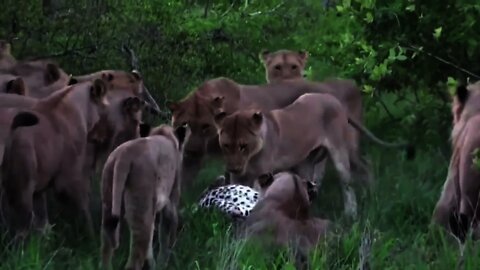 OMG Lions hunted Leopard 🐆 | #Tiger #Hunting #animal