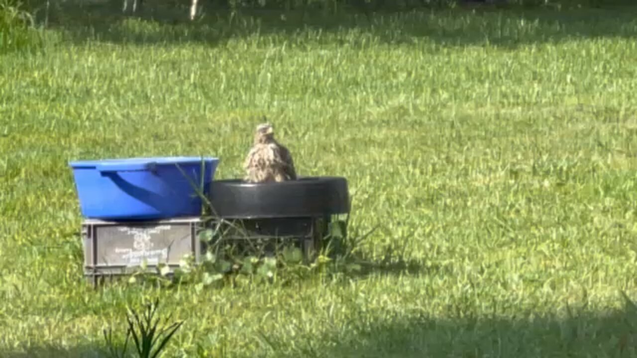 Red hawk relaxing in a birdbath