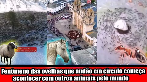 FENÔMENO DAS OVELHAS QUE ANDAM EM CIRCULO COMEÇA A ACONTECER COM OUTROS ANIMAIS PELO MUNDO!!!