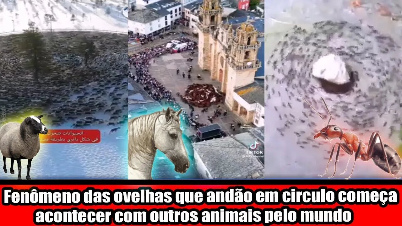 FENÔMENO DAS OVELHAS QUE ANDAM EM CIRCULO COMEÇA A ACONTECER COM OUTROS ANIMAIS PELO MUNDO!!!