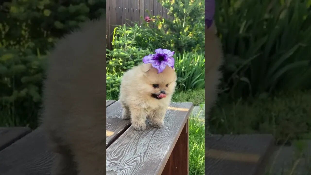 🤣Funny Dog Videos 2022🤣 🐶 It's time to LAUGH with Dog's life