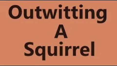 Outwitting A Squirrel