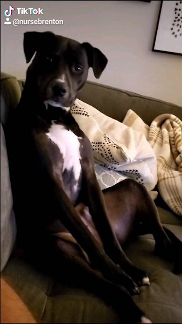 You won't believe what this dog does!