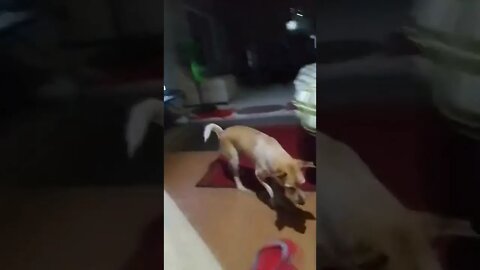 Dog VS Bangaw..(2)